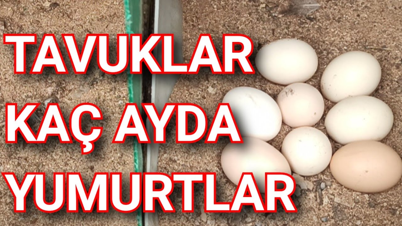 Tavuklar Yumurtlamaya Ne Zaman Başlar