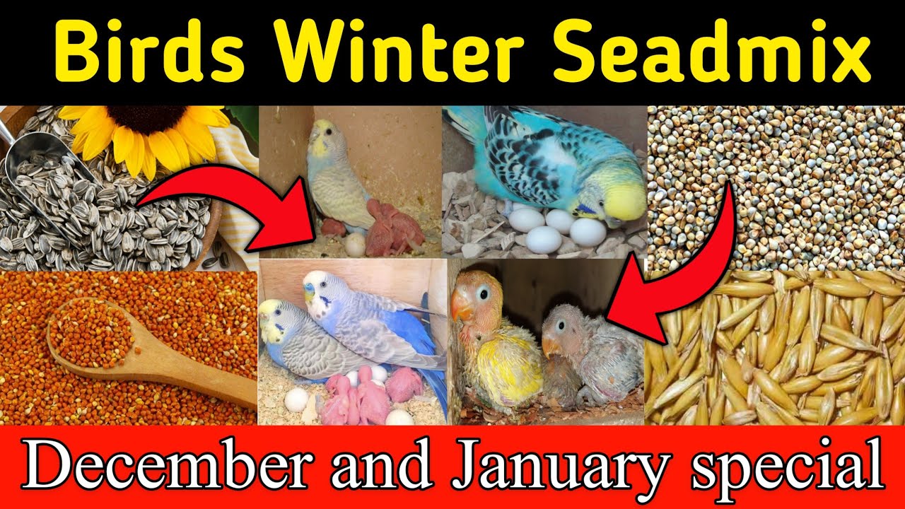 budgies winter seadmix | best sead mix for budgies parrots in winter season