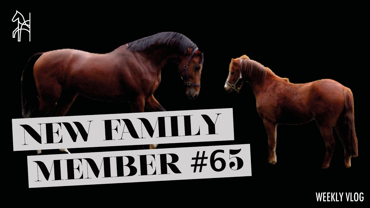 Will Equitality&rsquo;s Sanne survive riding our approved stallion Quinten | Begijnhoeve | Weekly Vlog #65