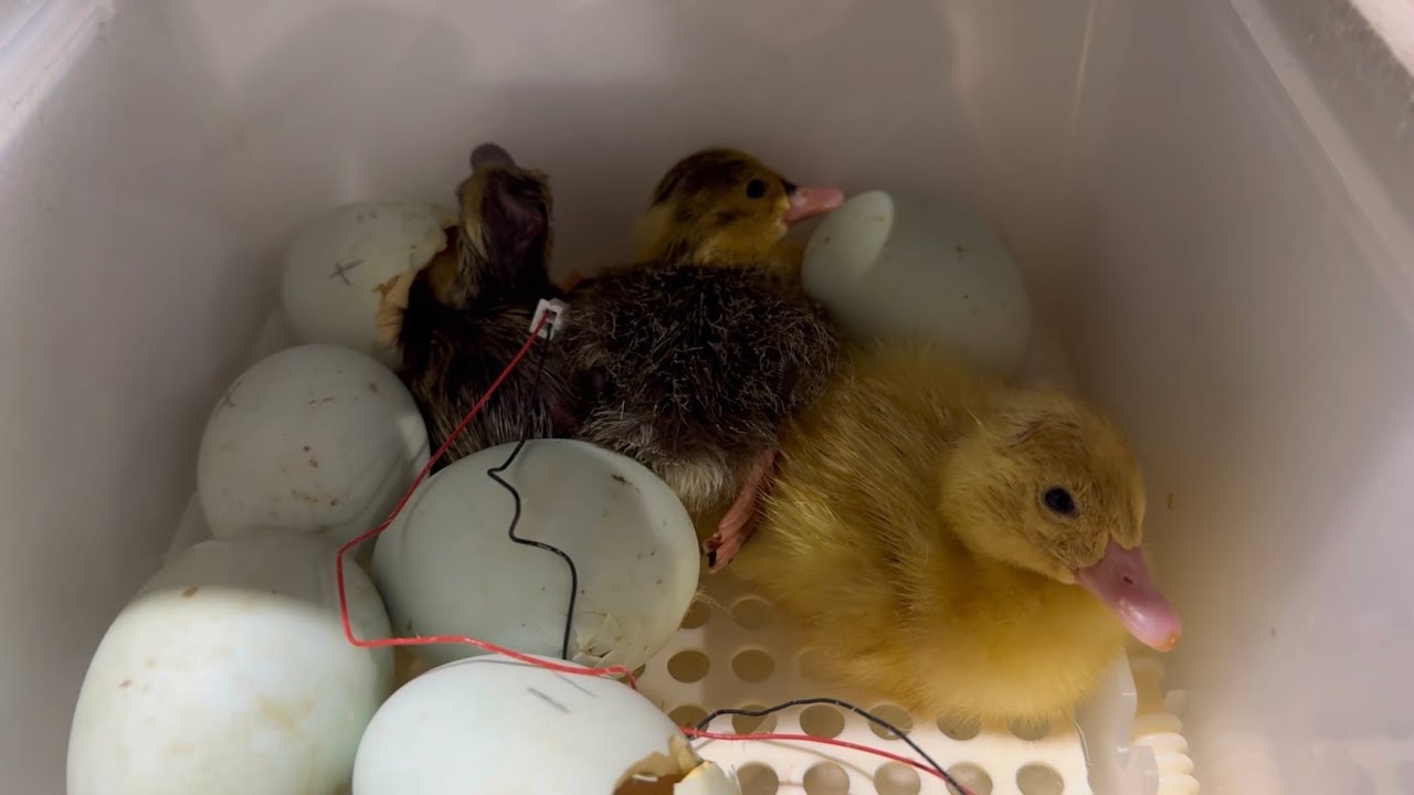 Hatching duck egg into ducklings full video