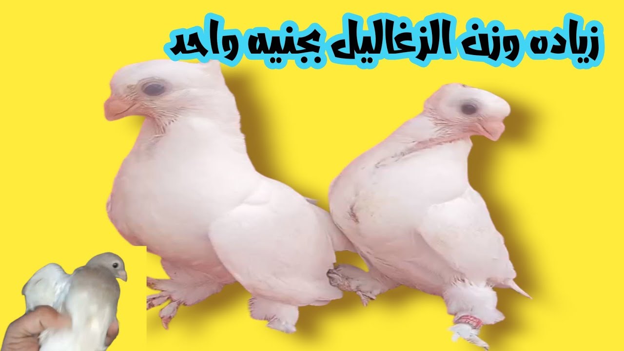 زياده حجم الزغاليل ووزنها بطريقه سهله ورخيصه