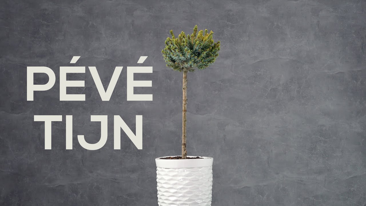 PEVE TIJN - świerk kaukaski (Picea omorika 'P&eacute;v&eacute; Tijn') - ż&oacute;łty świerk