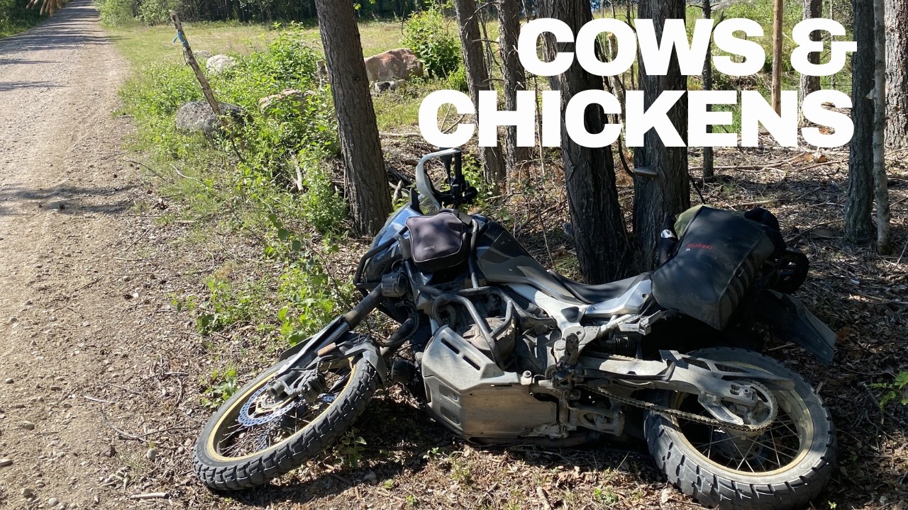 Tundra flow | Episode 10 - Cows & Chickens… and Gravity