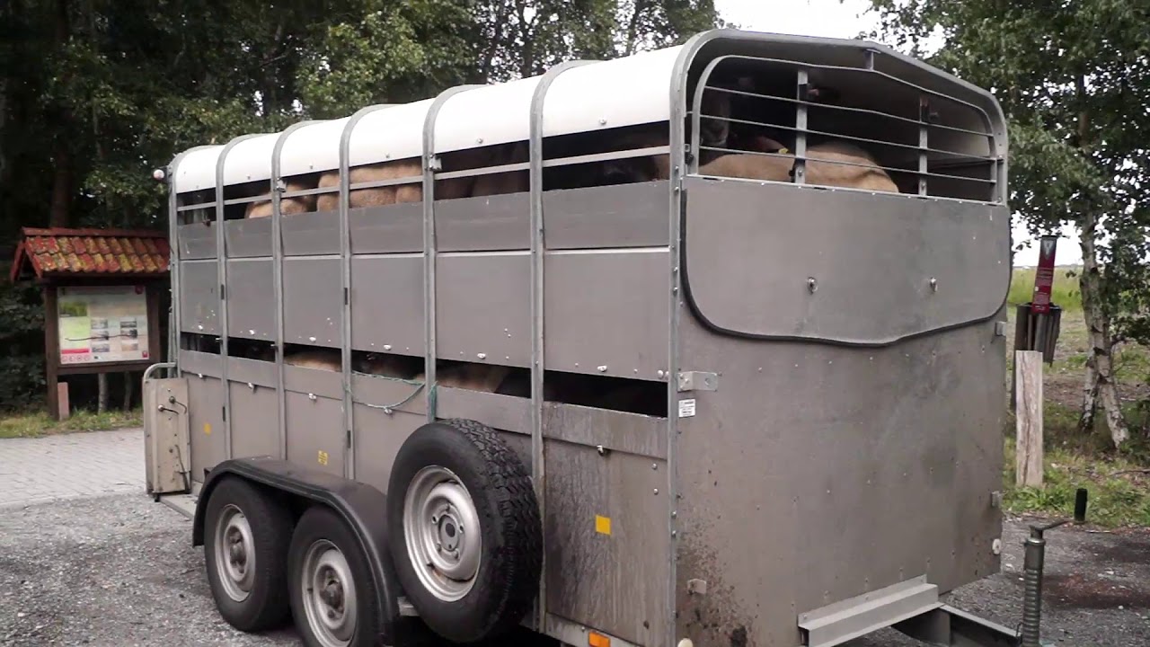 Schaftransport