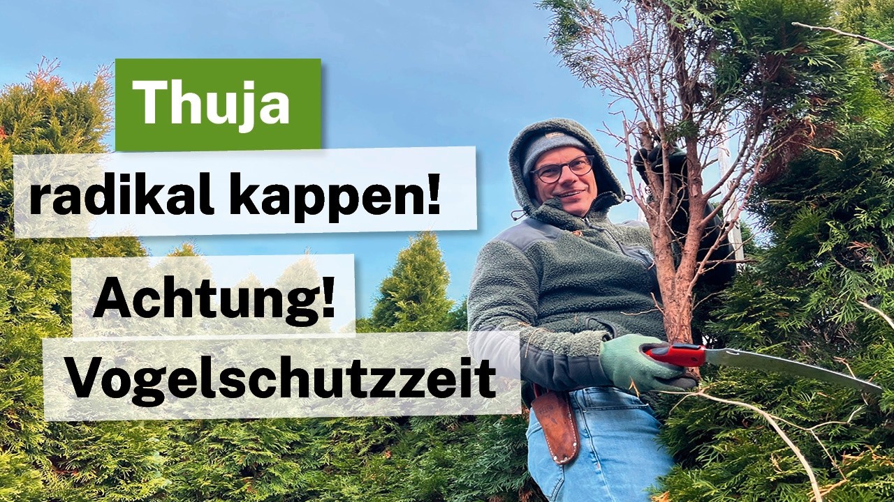 🌲 Jetzt Thuja-Schnitt durchführen: Spitzen kappen vor dem Vogelschutz!