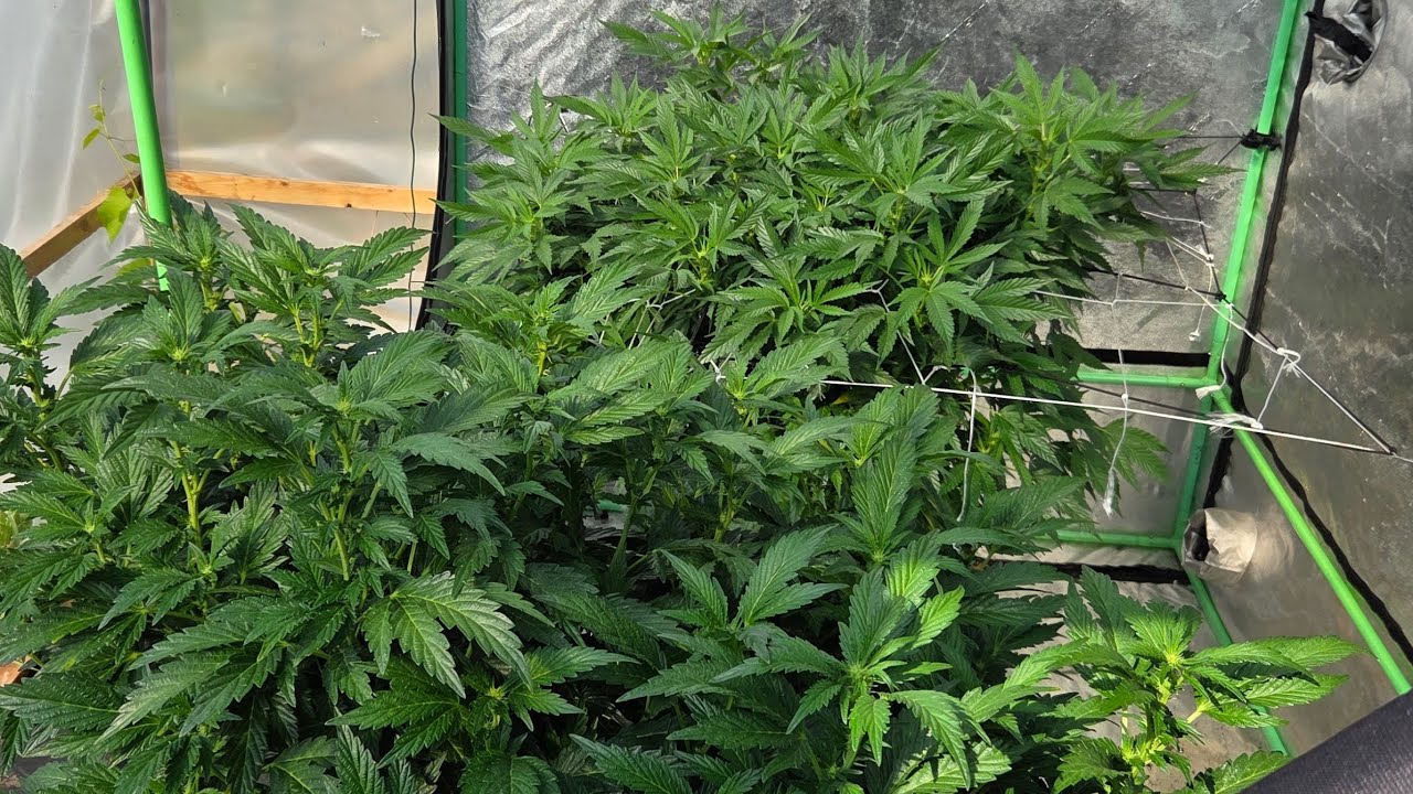 Outdoor Cannabis cultivation update!  2025