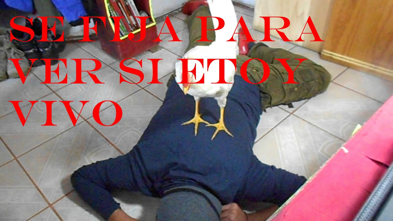 Fingiendo mi muerte delante de mí gallo 