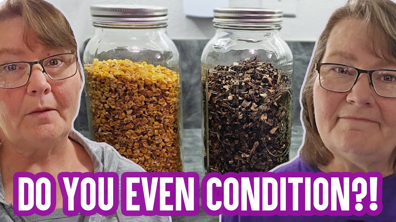 Answering All of Your Questions About Conditioning Dehydrating Food