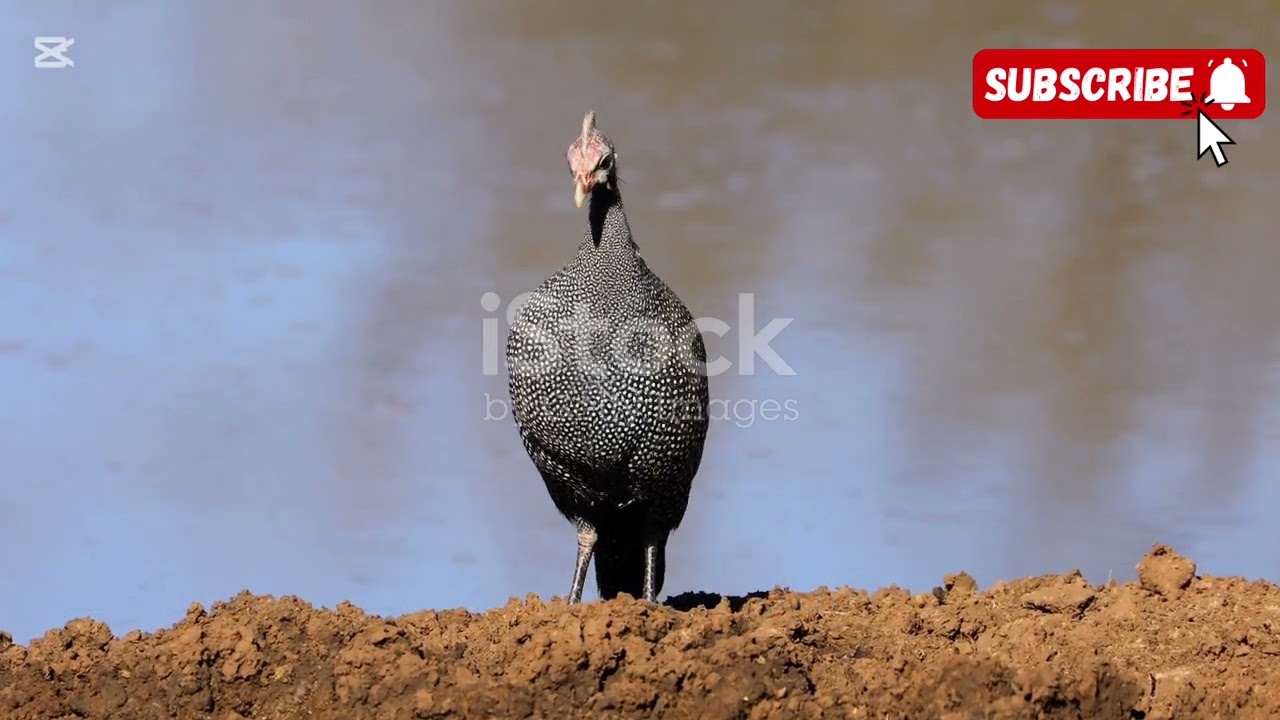 15 Curiosidades Sorprendentes de las Gallinas de Guinea