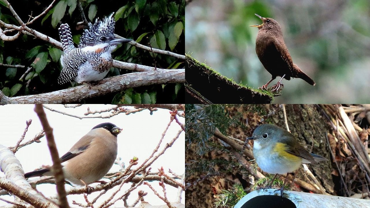 探鳥散歩 2026.03.02-06 初ヤマセミ・ミソサザイ・ウソ・ルリビタキなど12種の野鳥を拾い撮り　西美濃各地の山間や河原などを歩く