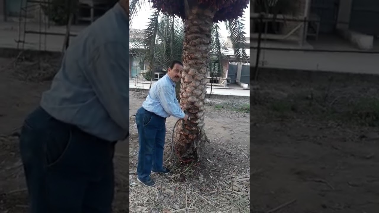 القضاء علي سوسة النخيل باستخدام بعض المواد الطبيعية بطريقة الحقن الهيدروليكي(جراح النخيل)🌴🇪🇬