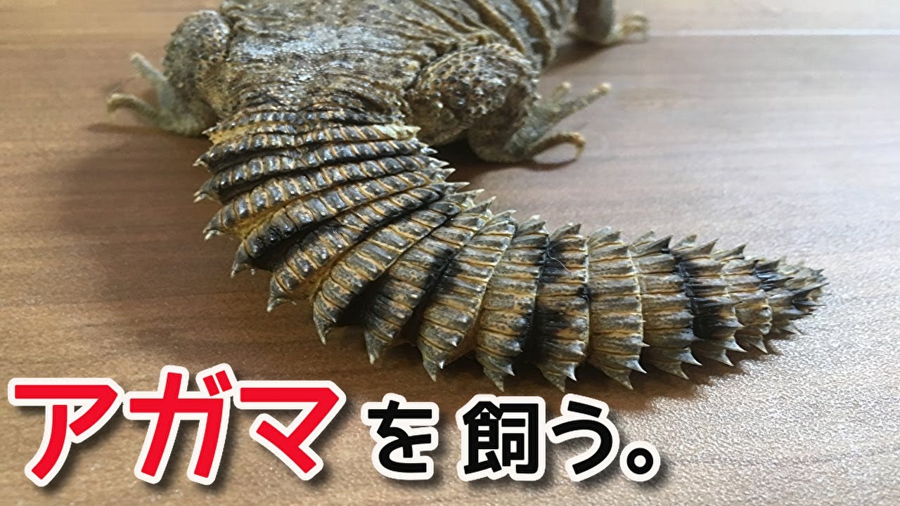 マリトゲオアガマ 飼いはじめました。