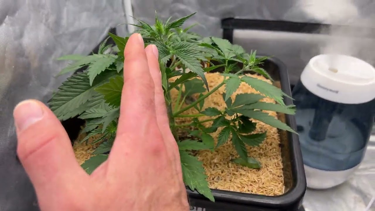 Leaf Tucking & Foliar Feeding Autoflowers