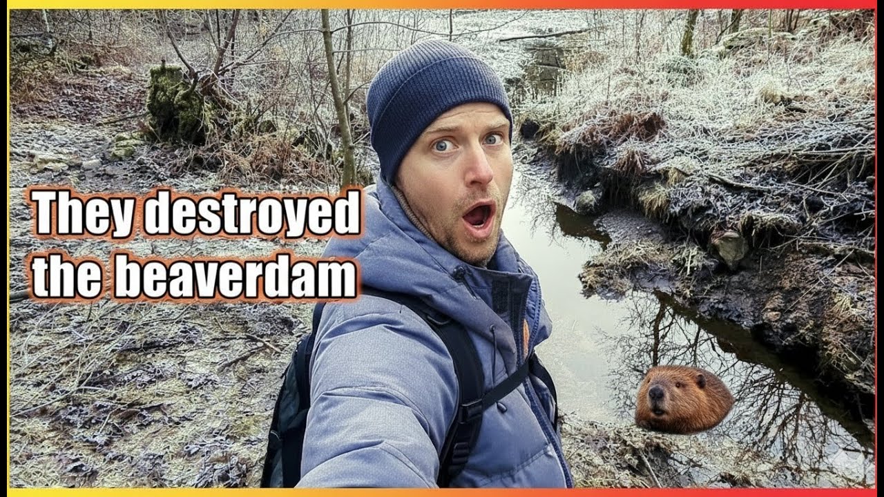 Someone destroyed the beaverdam