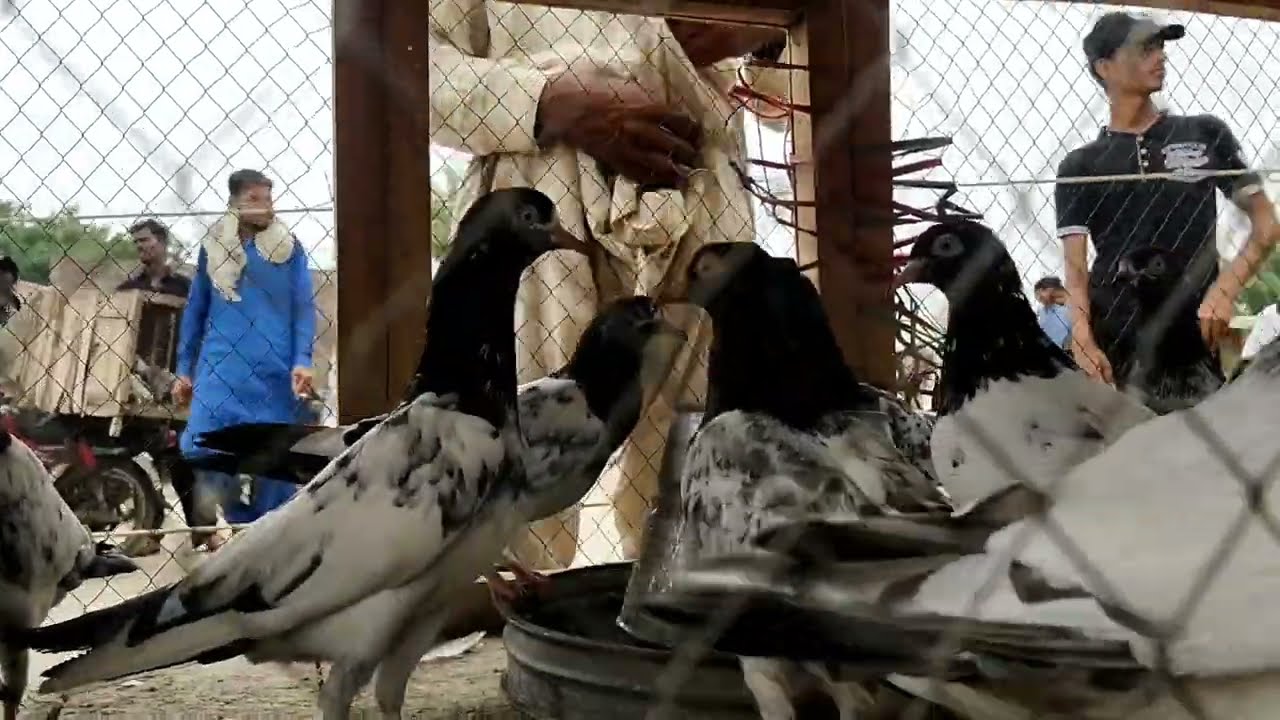 bohat bari mandi kabotroon ki jis men nayaab tedi kabootar hai laliyaan zilah chiniot