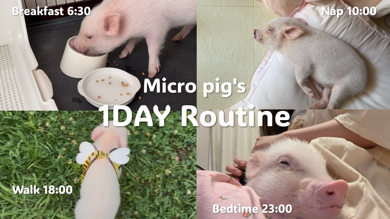 【くりーむ編】マイクロブタの寝てばっかり１日ルーティンMy Micro Pig’s Daily Routine