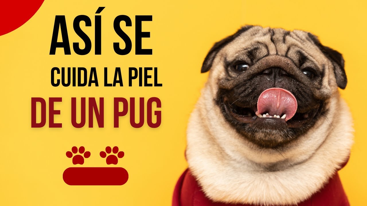 🚫Detenga la picazón y el rascado de su pug: cómo tratar la dermatitis en perros pug