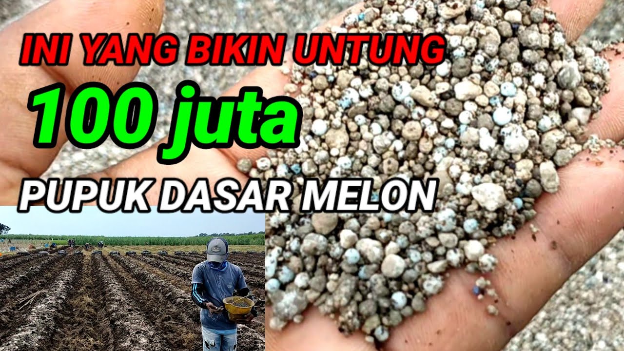 CARA PUPUK DASAR MELON YANG BENAR || trik bkr pertanian
