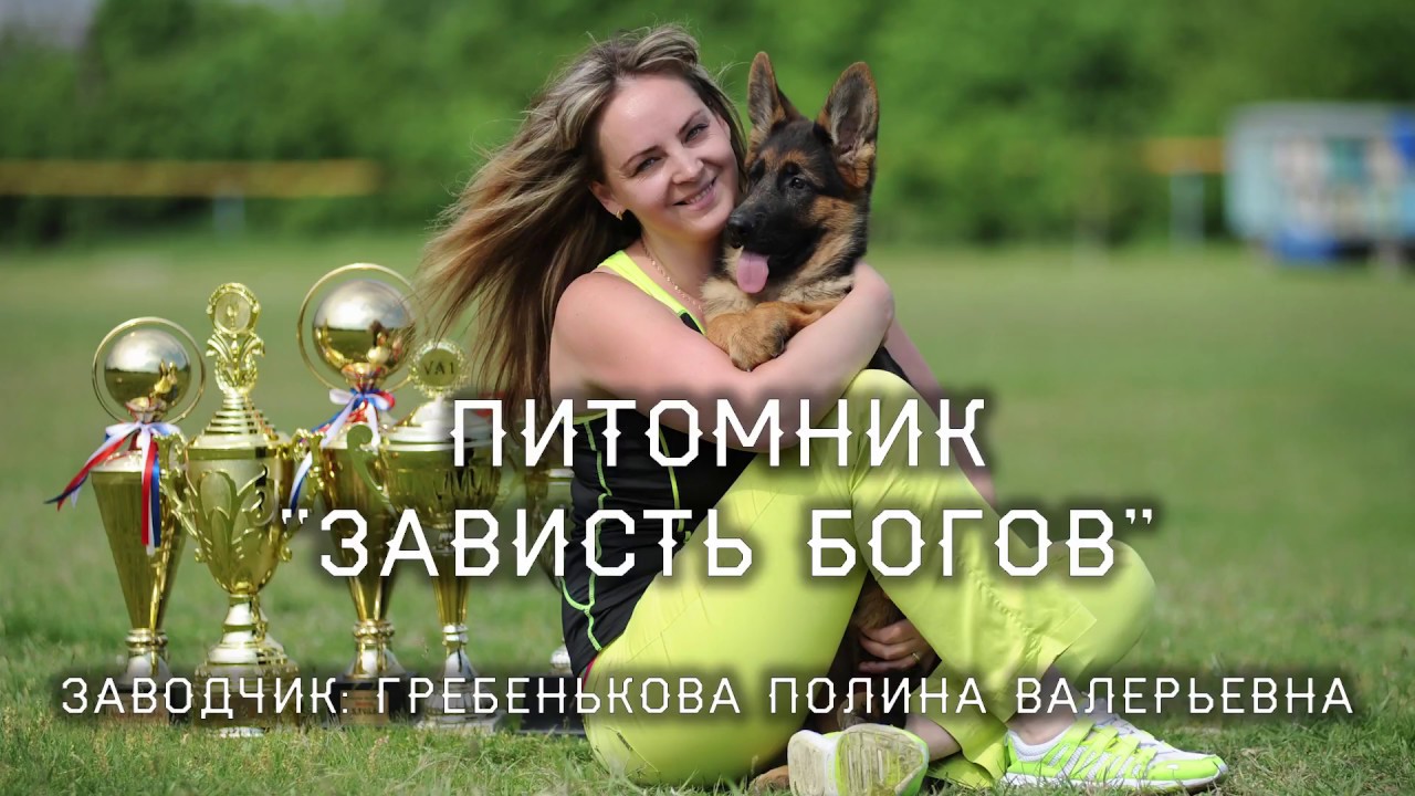 Немецкая овчарка - интервью с заводчиком! Гребенькова П.В.