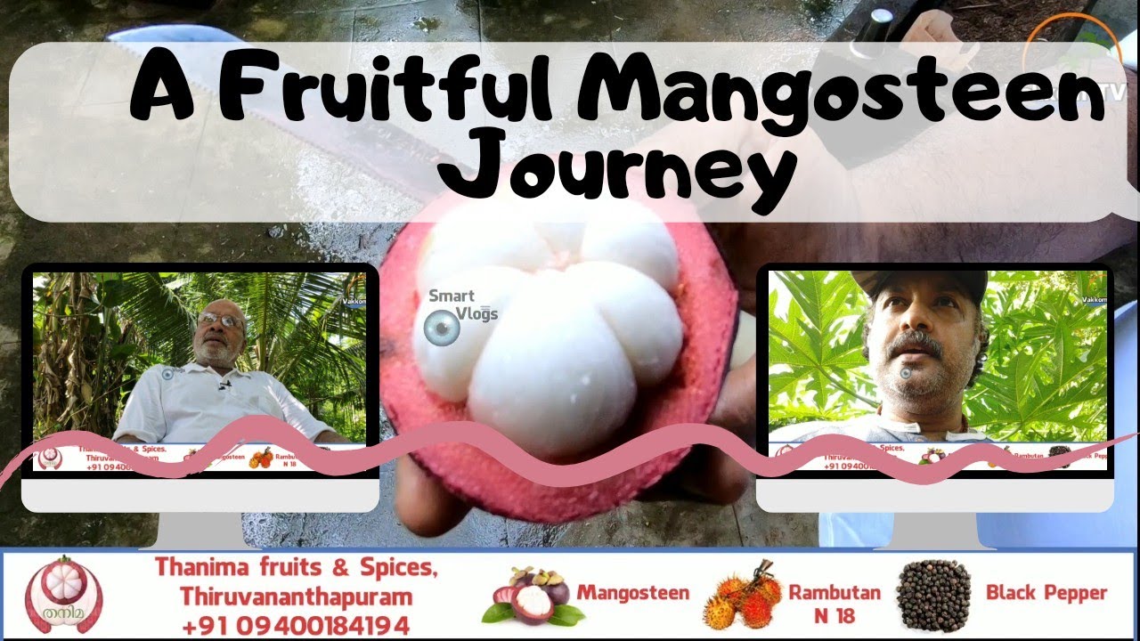 A fruitful Mangosteen Journey - മാംഗോസ്റ്റീൻ ക്രഷിയിലൂടെ ഒരു ജൈത്രയാത്ര