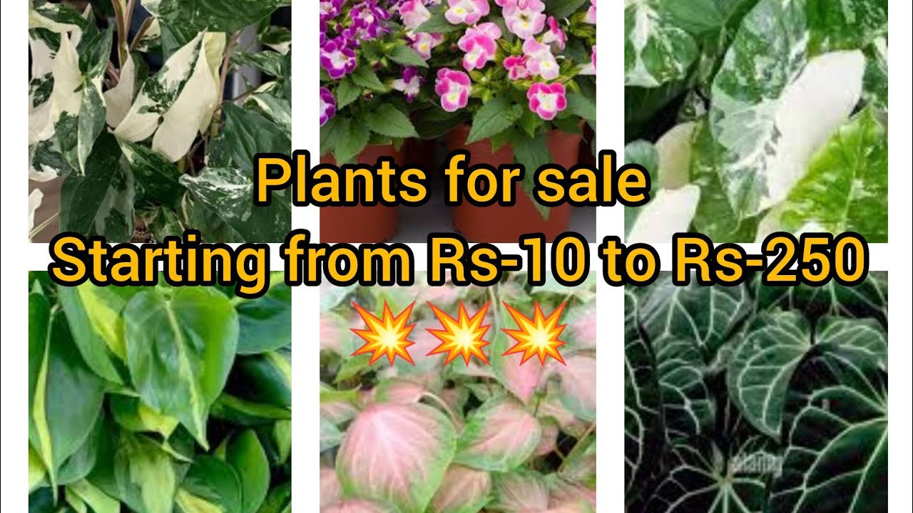 WhatsApp:9895462574.Plants for sale starting from Rs-10 to Rs-250