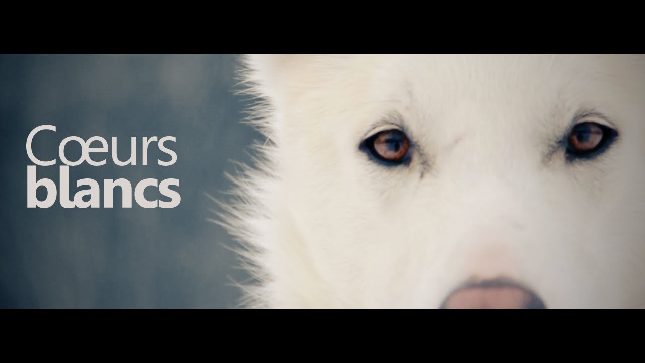 [Documentaire chiens de traineaux] Coeurs blancs