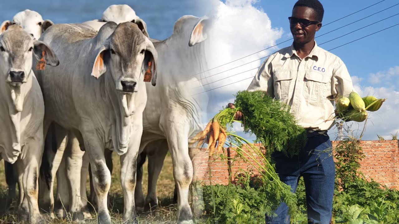 Young people in rural Zimbabwe🇿🇼 are on the rise and are ready to feed their nation!