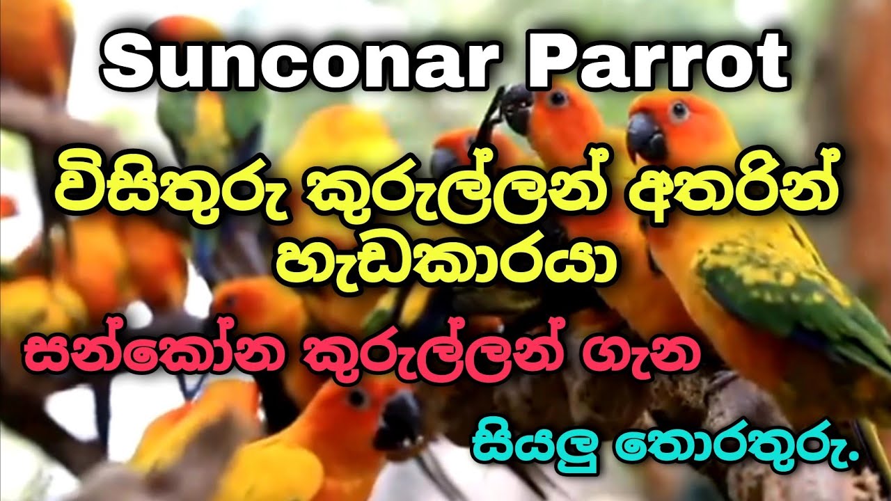 Sunconar Bird All Information in Sinhala / Samith Bird World.
