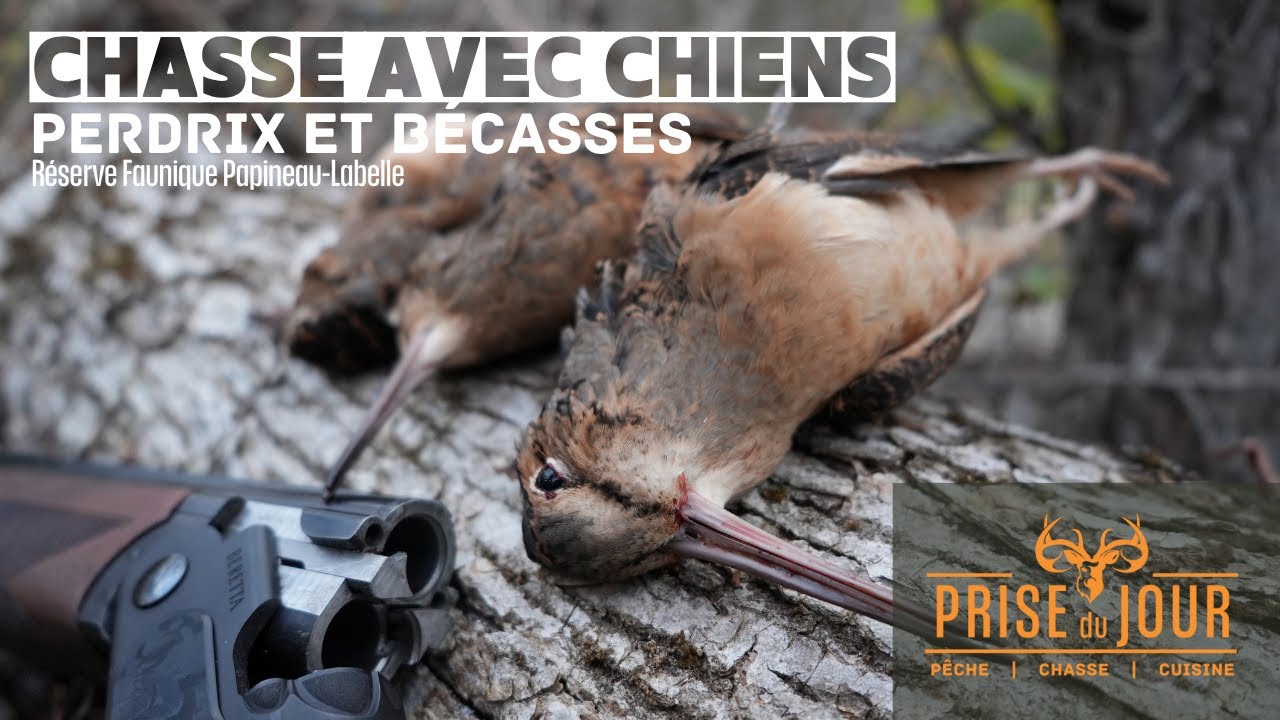 Chasse avec chien à la perdrix et bécasse en Sépaq