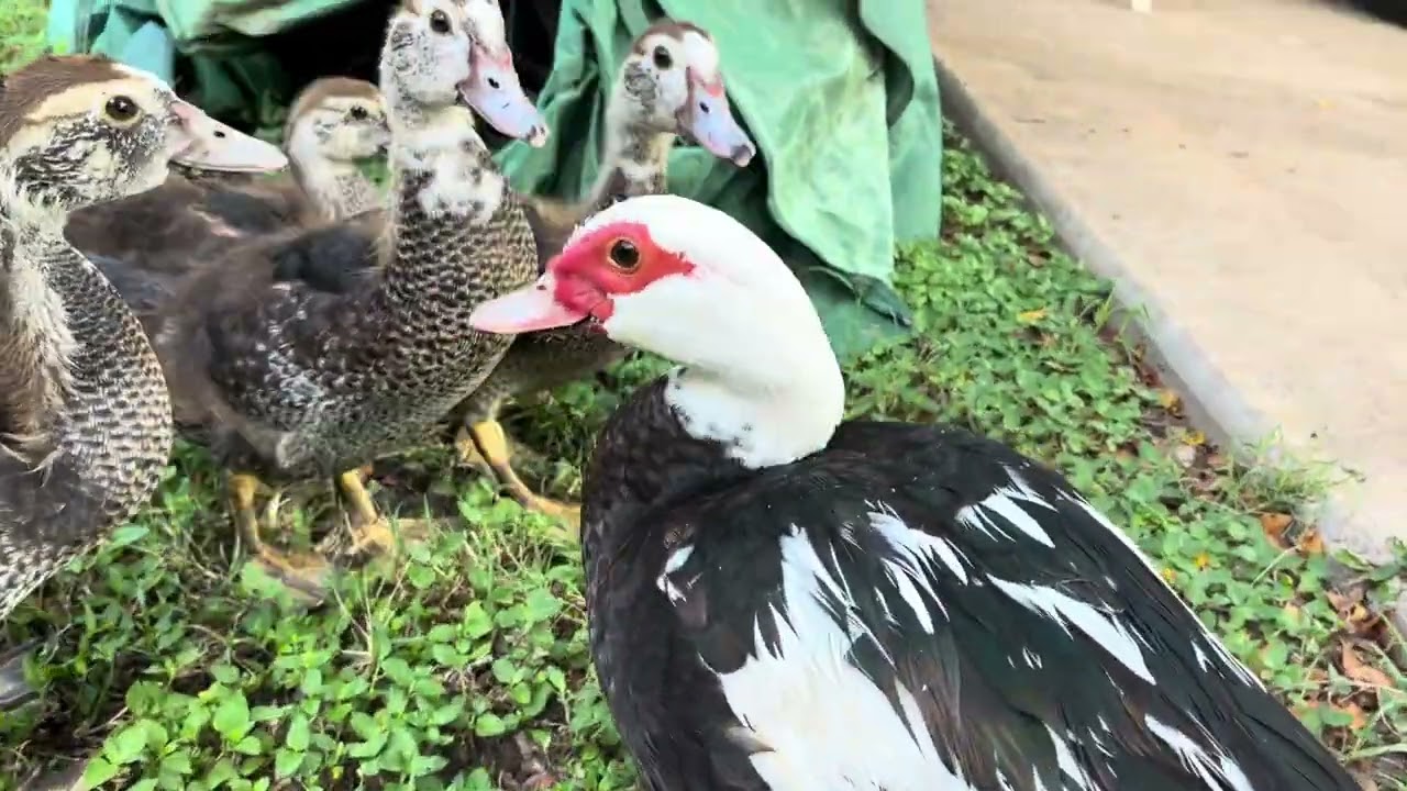  Muscovy  ducks for morning stroll ￼