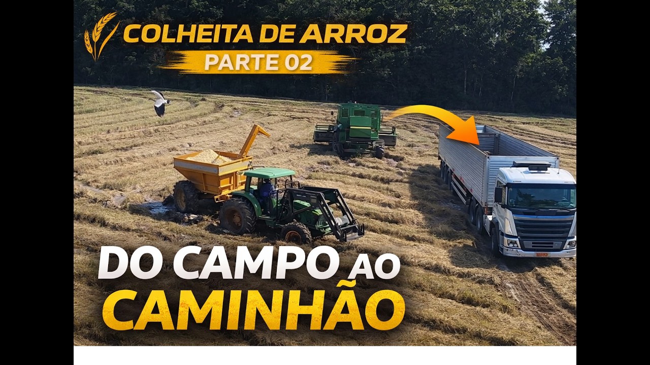 Começo da colheita de arroz - PARTE 02