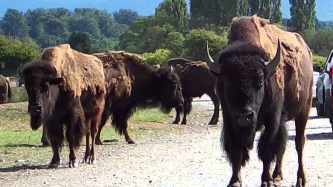 Buffalo Stand their Ground [ HD ]