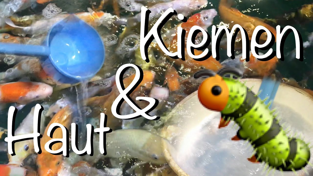 Koihaltung Haut & Kiemenwürmer behandeln 🤔 Wurmmittel nur noch auf Rezept? Reverse Q&A Wurmmittel