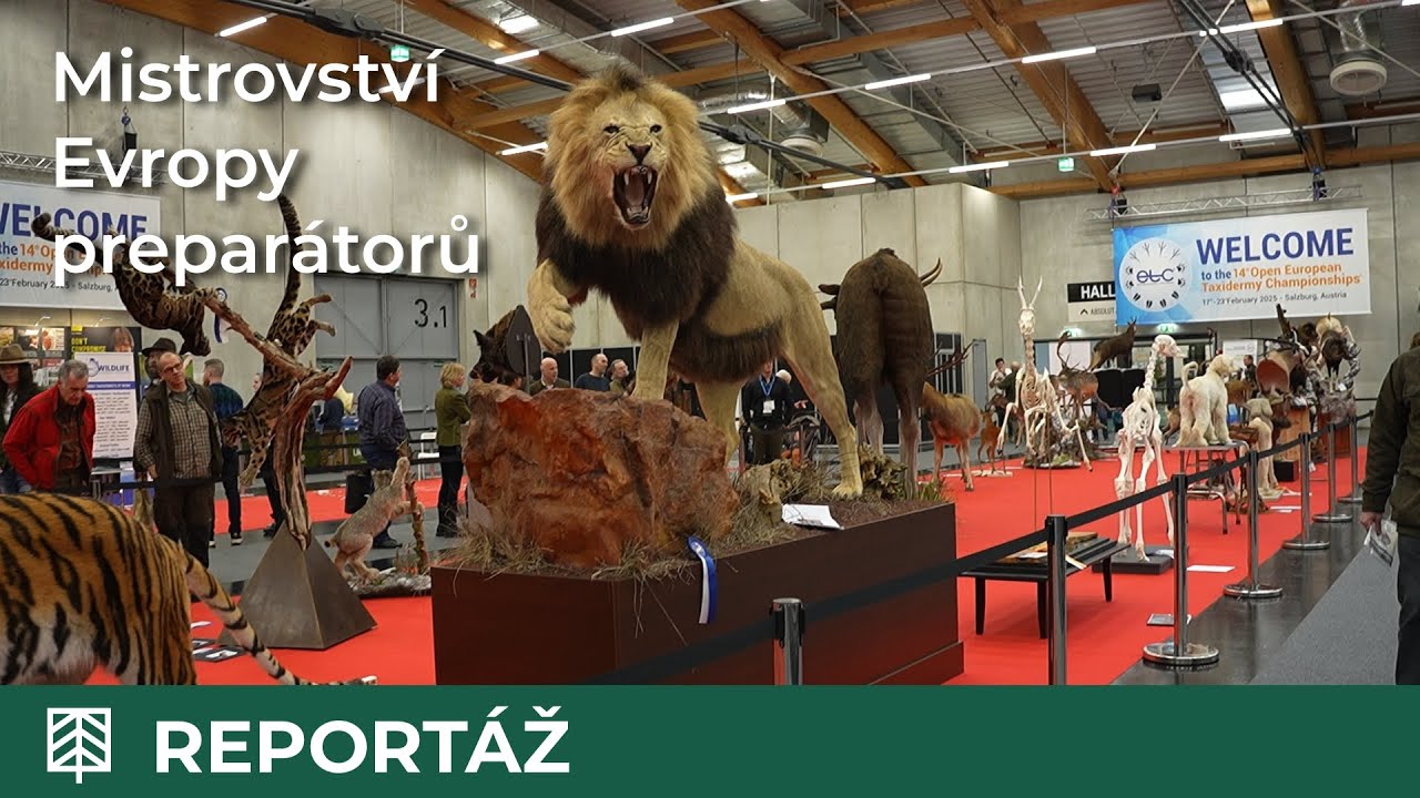 14. otevřené mistrovství Evropy preparátorů (Open European Taxidermy Championships) – Salcburk 2025