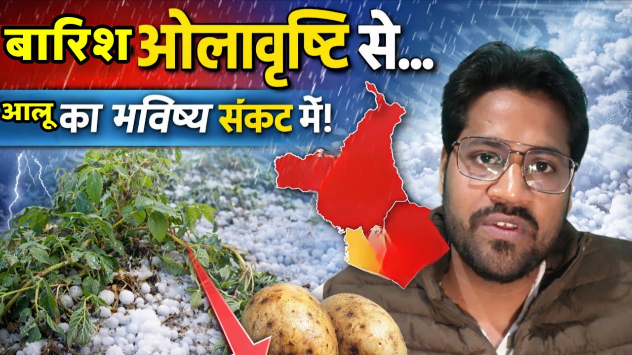 पंजाब-हरियाणा में बारिश-ओलावृष्टि, यूपी में कितनी बरसात? आलू का भविष्य क्या होगा?