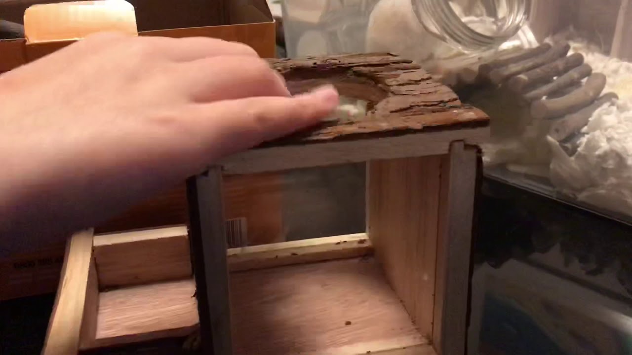 Woodlands Burrow Box Review || Pets At Home || Cookie
