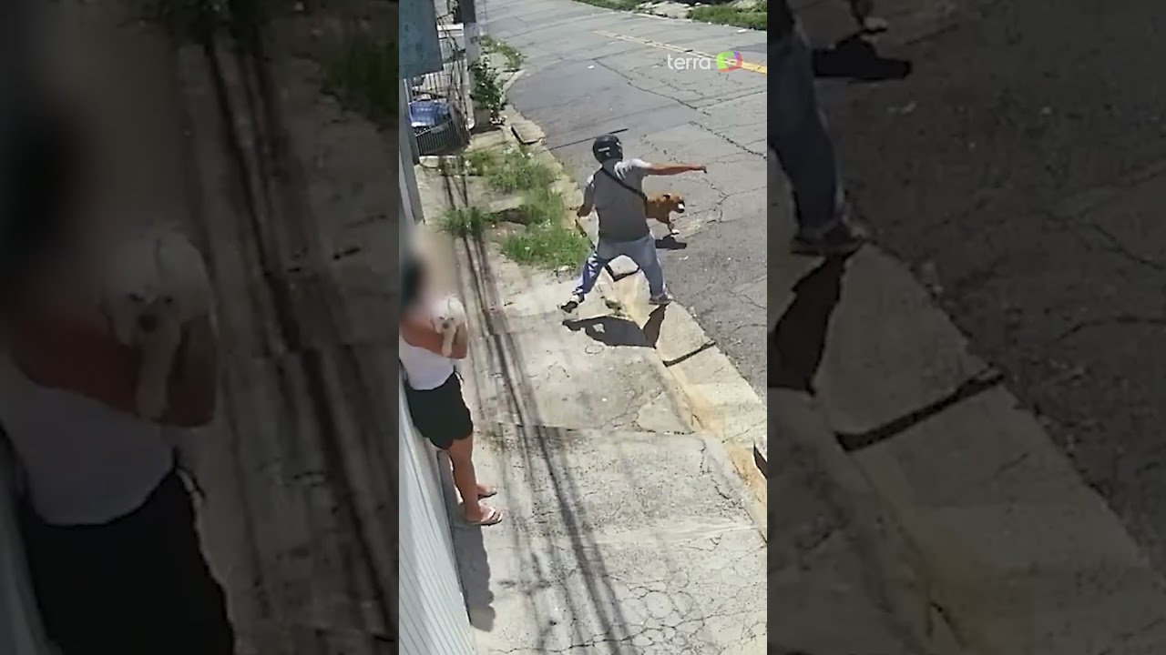Cachorro da raça pitbull ataca cão na coleira e assusta tutora em São Paulo