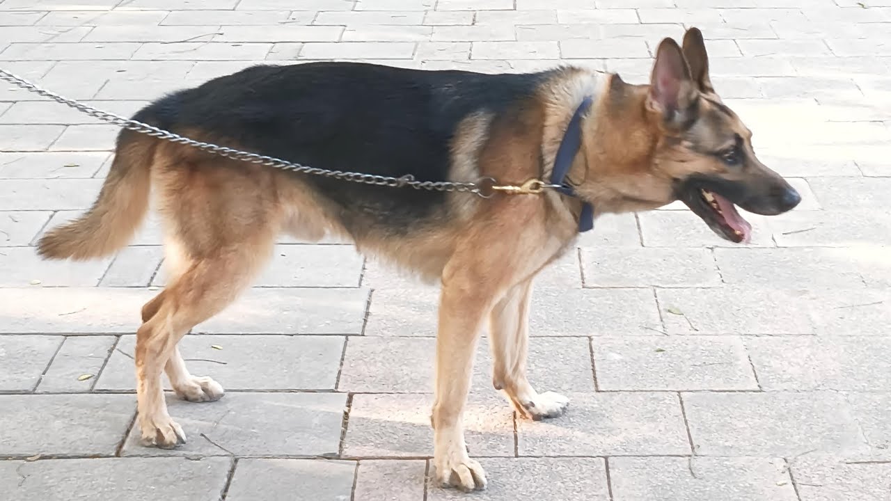 German shepherd Vs Labrador dog 