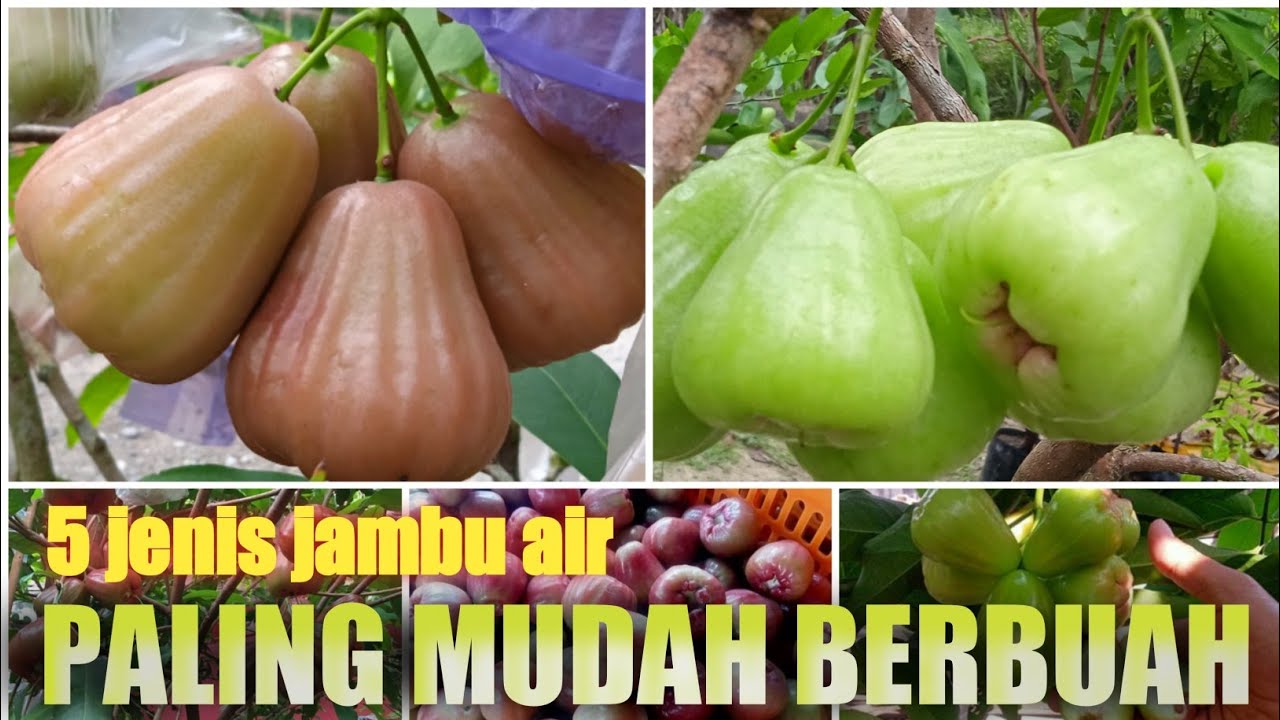 5 jenis jambu air paling genjah