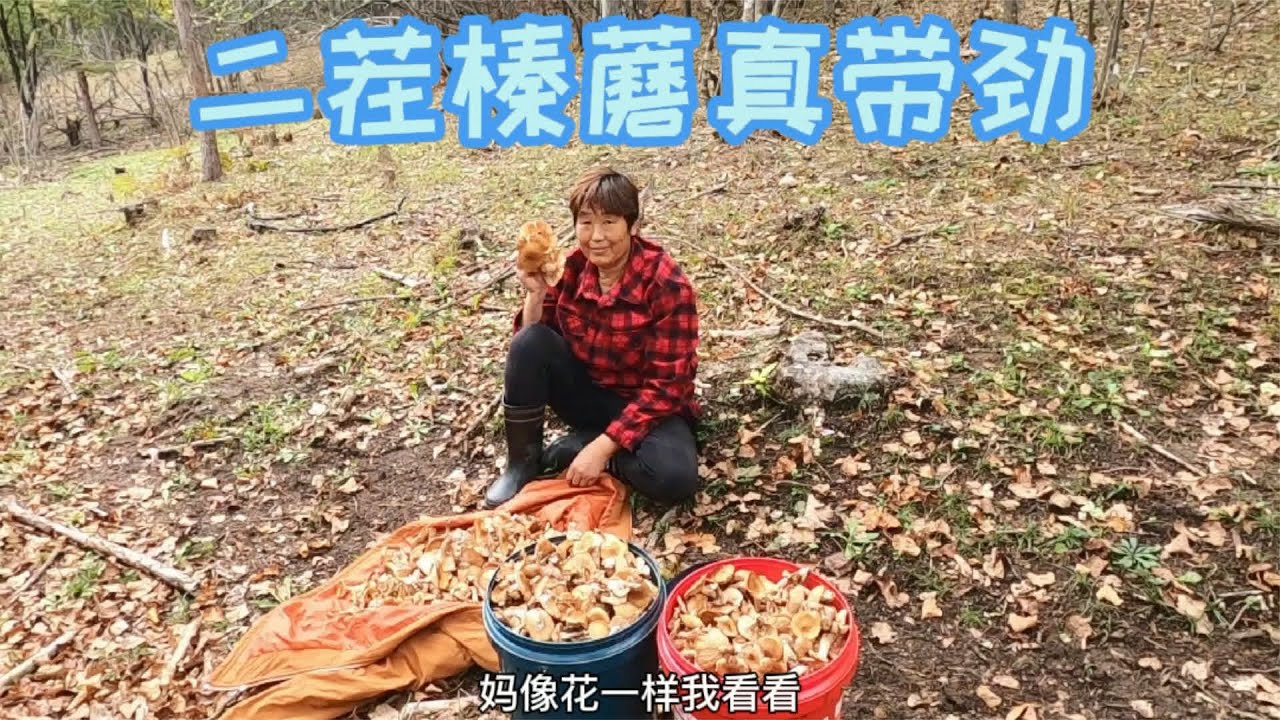 吉林延边，娘俩上山采蘑菇被榛蘑包围了，满满三大桶，太过瘾了！ #三农  #延边  #采蘑菇  #热门