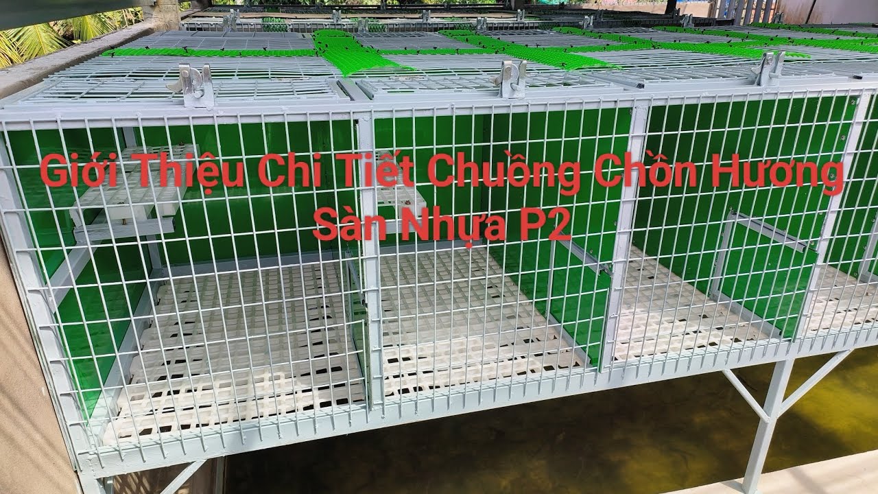 Giới thiệu chi tiết chuồng chồn hương đáy sàn nhựa P2
