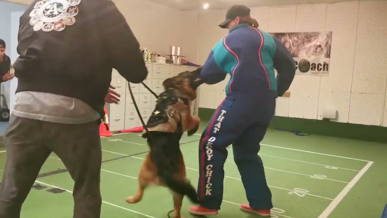 德牧护卫犬训练三个月成果
