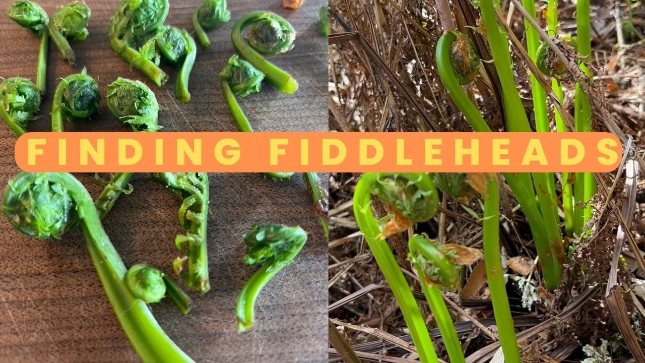 Wild Harvest: Hunting for Fiddleheads in Vermont's Woodlands
