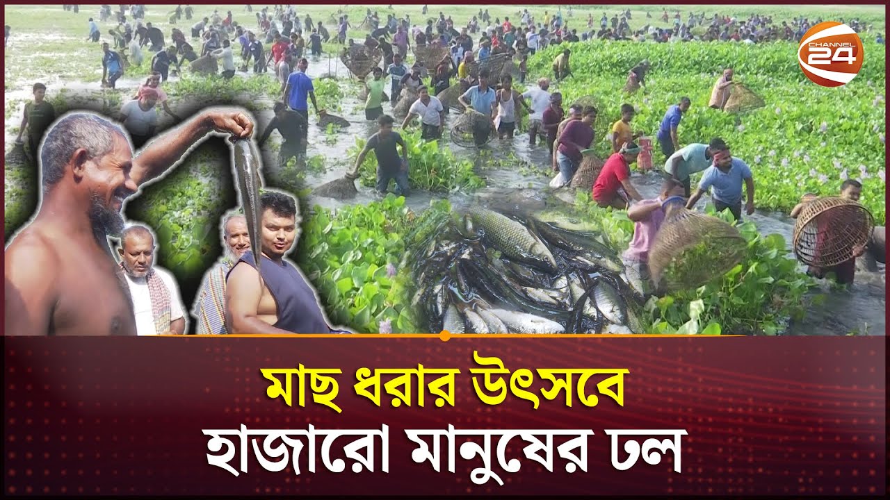 পলো বাওয়া উৎসবে মাতলো ফরিদপুরের হাজারও মানুষ | Faridpur | Polo Bawa Festival | Channel 24