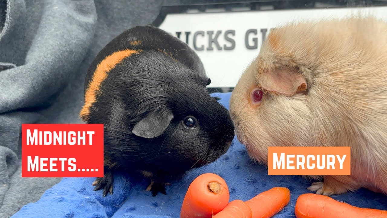Полночь встречается с Меркурием! 🐹💫Успех, да...?