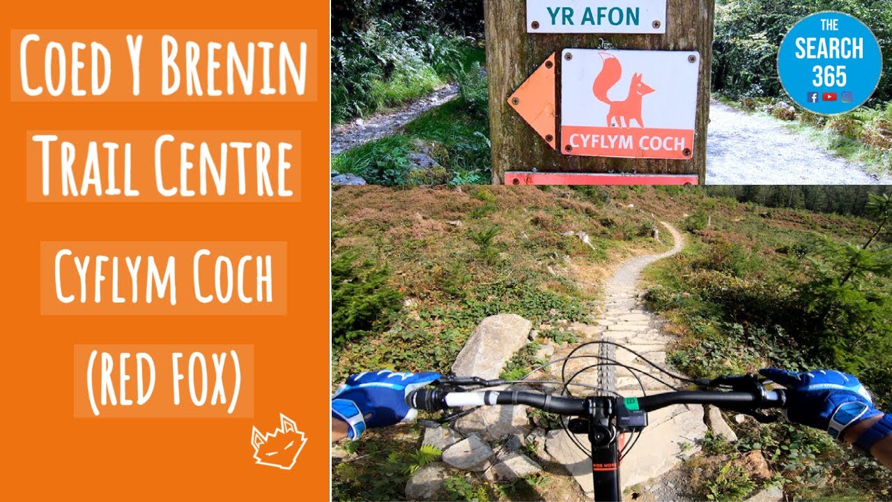 Am I wiley enough for the Red Fox? | Cyflym Coch | Fast Red | Coed Y Brenin