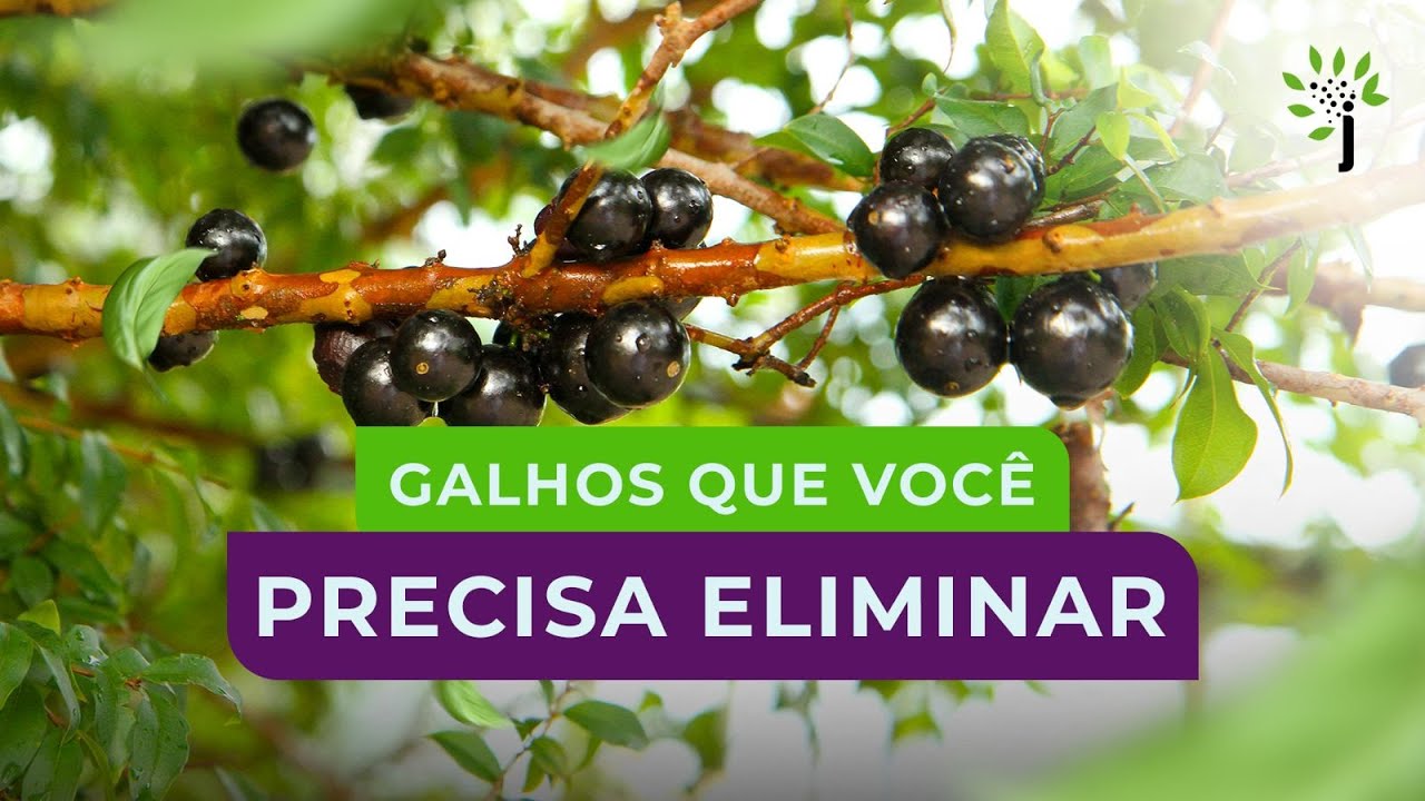 PODA DE LIMPEZA: Sua planta precisa disso!
