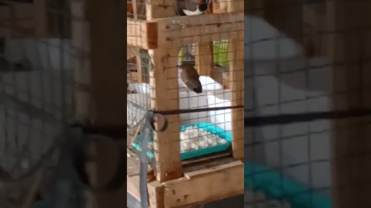 Burung emprit liar meloloh anaknya didalam kandang,,,,,,,