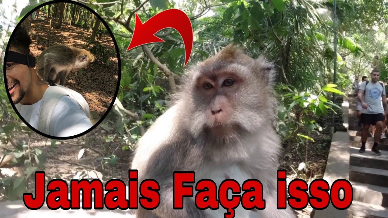O QUE FAZER NA INDONÉSIA? Part 1- FLORESTA DOS MACACOS EM UBUD  -