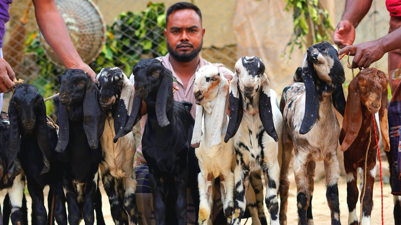 কম দামে হাই কোয়ালিটি তোতাপুরি ও বিটল। #farming #goat 